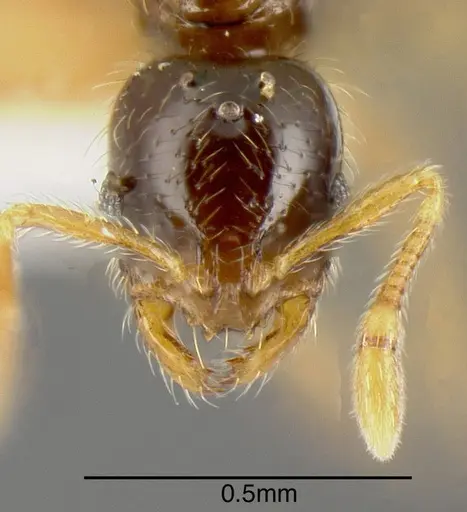 Solenopsis castor - INBIOCRI001237585