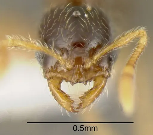 Solenopsis castor - INBIOCRI001237585