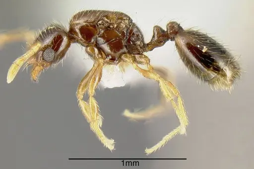 Solenopsis castor - INBIOCRI001237585