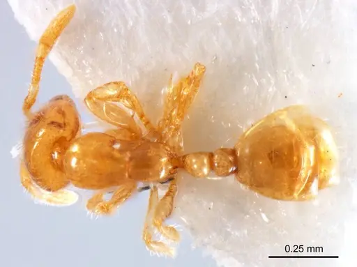 Solenopsis clarki specimen