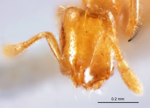 Solenopsis clarki specimen