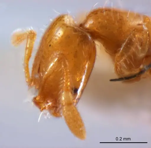 Solenopsis clarki specimen