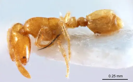 Solenopsis clarki - ANTWEB1008717