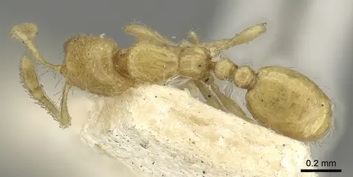 Solenopsis clarki - CASENT0902365