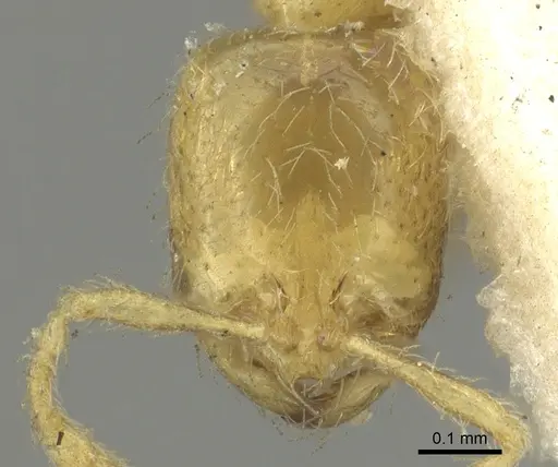 Solenopsis clarki - CASENT0902365