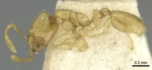 Solenopsis clarki - CASENT0902365