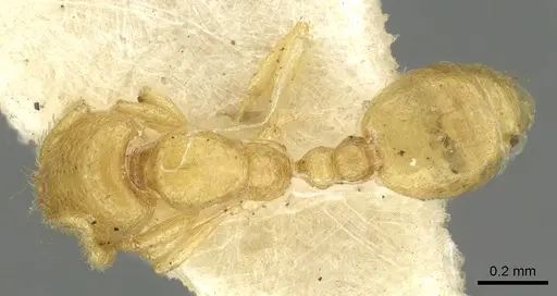 Solenopsis clarki - CASENT0902366