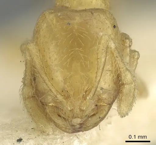 Solenopsis clarki - CASENT0902366