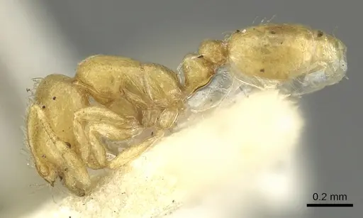 Solenopsis clarki - CASENT0902366