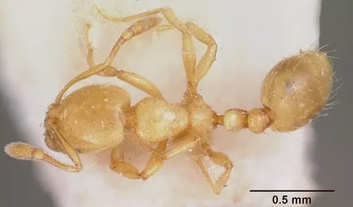 Solenopsis clytemnestra specimen