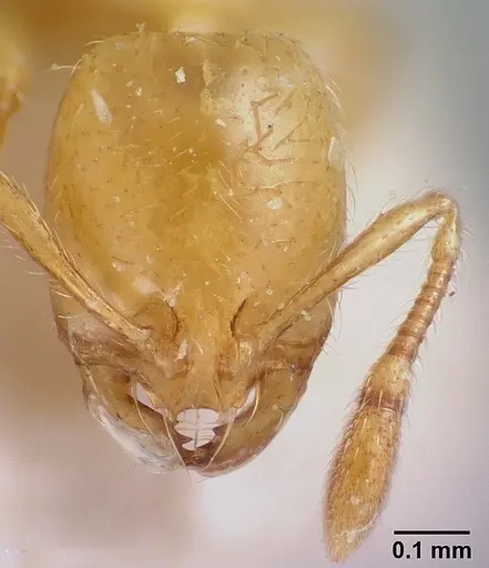 Solenopsis clytemnestra specimen