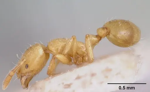 Solenopsis clytemnestra specimen