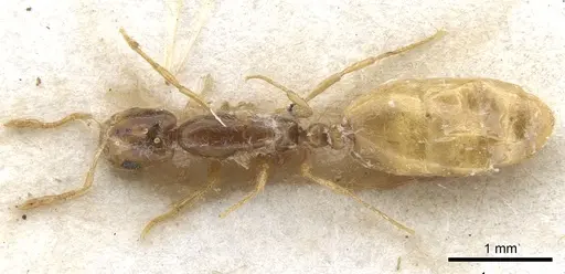 Solenopsis cooperi specimen