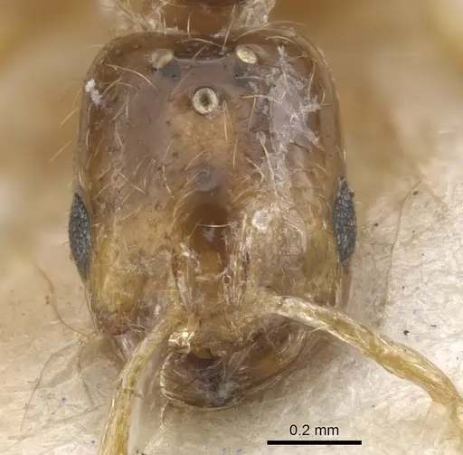 Solenopsis cooperi specimen
