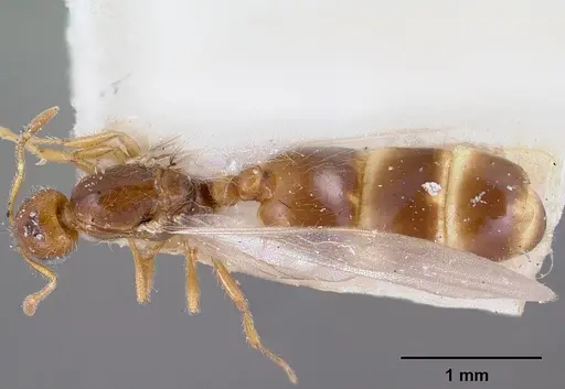 Solenopsis corticalis specimen