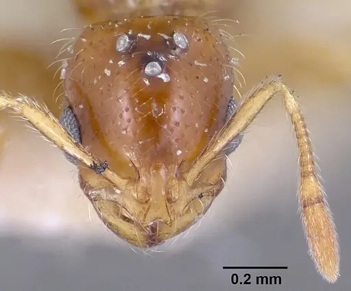 Solenopsis corticalis specimen