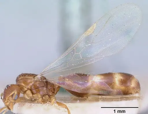 Solenopsis corticalis specimen