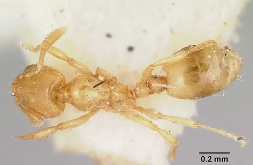 Solenopsis corticalis - CASENT0103207