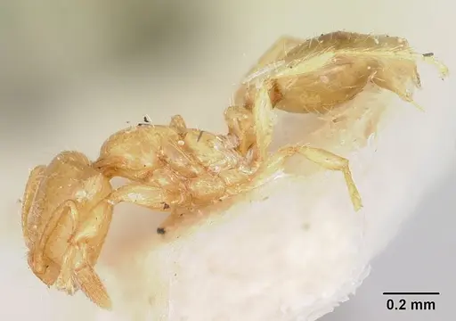 Solenopsis corticalis - CASENT0103207