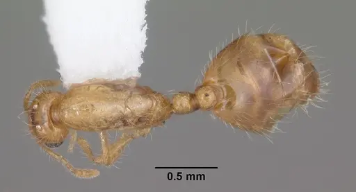 Solenopsis corticalis - CASENT0104498