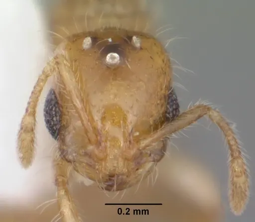 Solenopsis corticalis - CASENT0104498