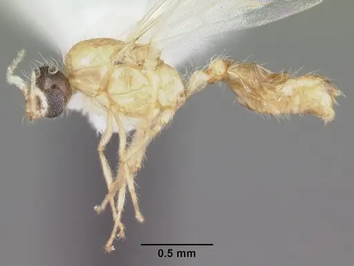 Solenopsis corticalis - CASENT0104499