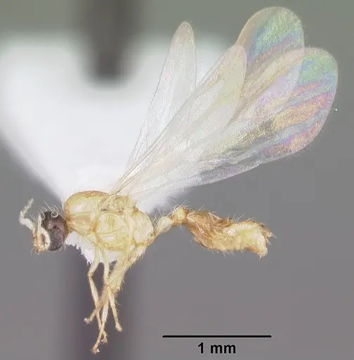 Solenopsis corticalis - CASENT0104499