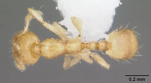 Solenopsis corticalis - CASENT0104500