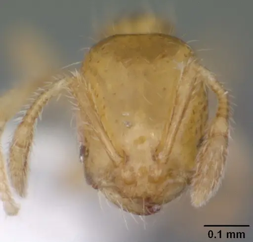 Solenopsis corticalis - CASENT0104500