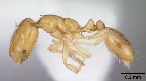 Solenopsis corticalis - CASENT0104500