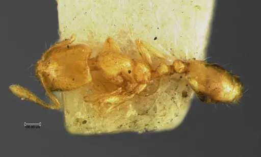 Solenopsis corticalis - CASENT0105663