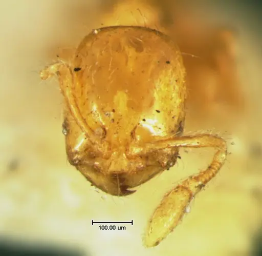 Solenopsis corticalis - CASENT0105663