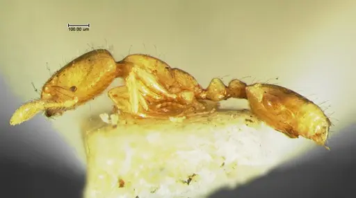 Solenopsis corticalis - CASENT0105663