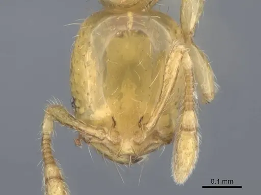 Solenopsis corticalis - CASENT0729258