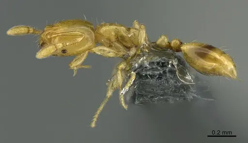 Solenopsis corticalis - CASENT0729258