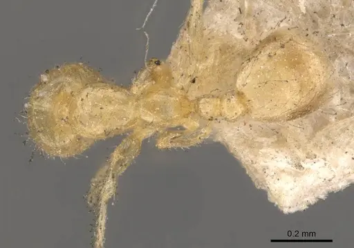 Solenopsis corticalis - CASENT0908825