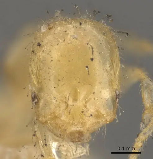 Solenopsis corticalis - CASENT0908825