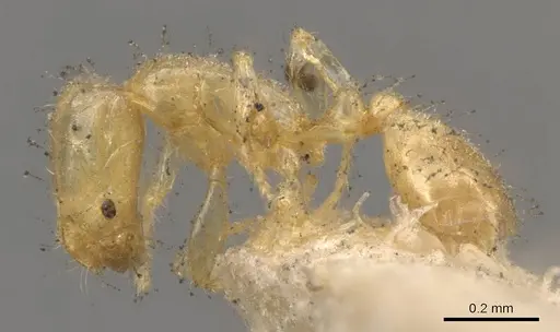 Solenopsis corticalis - CASENT0908825