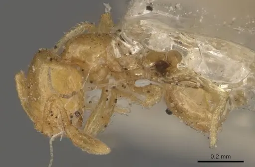 Solenopsis corticalis - CASENT0908826