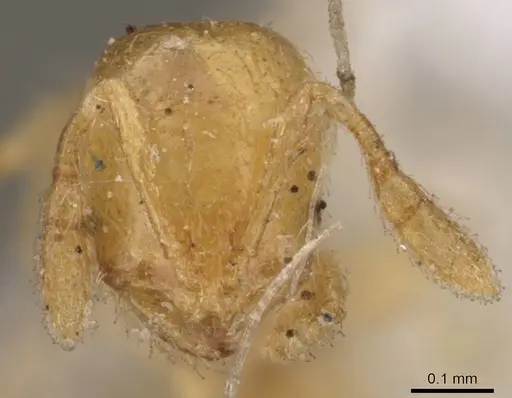 Solenopsis corticalis - CASENT0908826