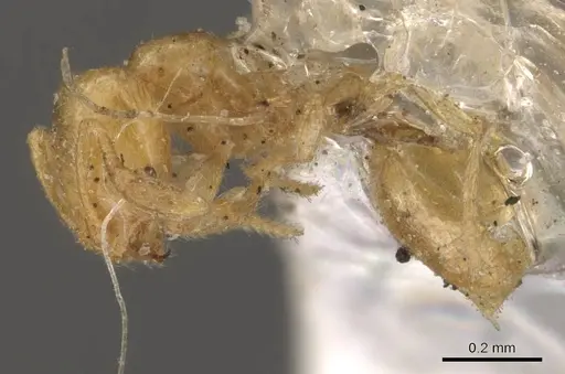 Solenopsis corticalis - CASENT0908826