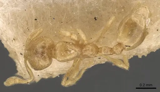 Solenopsis corticalis - CASENT0908827