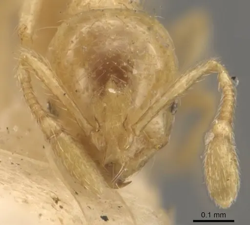 Solenopsis corticalis - CASENT0908827