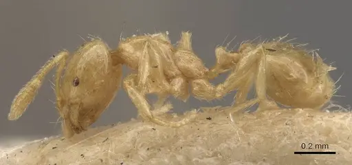 Solenopsis corticalis - CASENT0908827