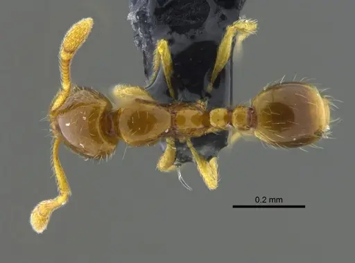 Solenopsis corticalis - CBUMAGENT42016