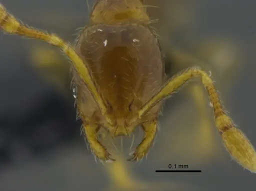 Solenopsis corticalis - CBUMAGENT42016