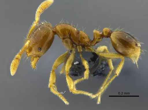 Solenopsis corticalis - CBUMAGENT42016