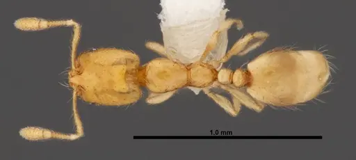 Solenopsis corticalis - FMNHINS0000078512