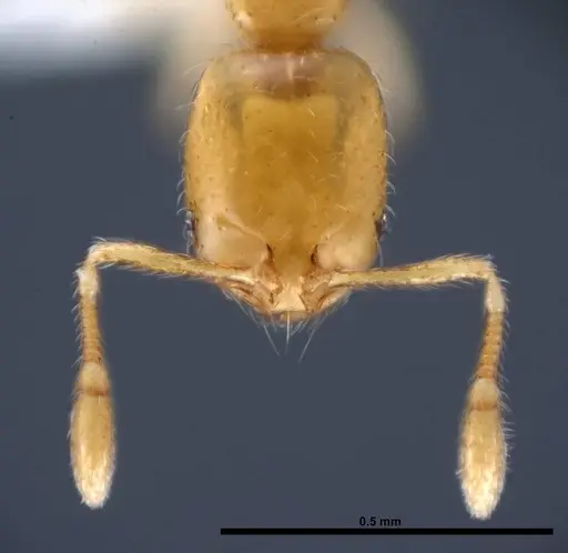 Solenopsis corticalis - FMNHINS0000078512