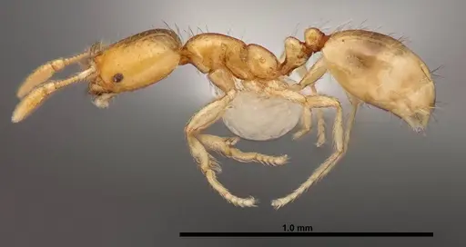 Solenopsis corticalis - FMNHINS0000078512